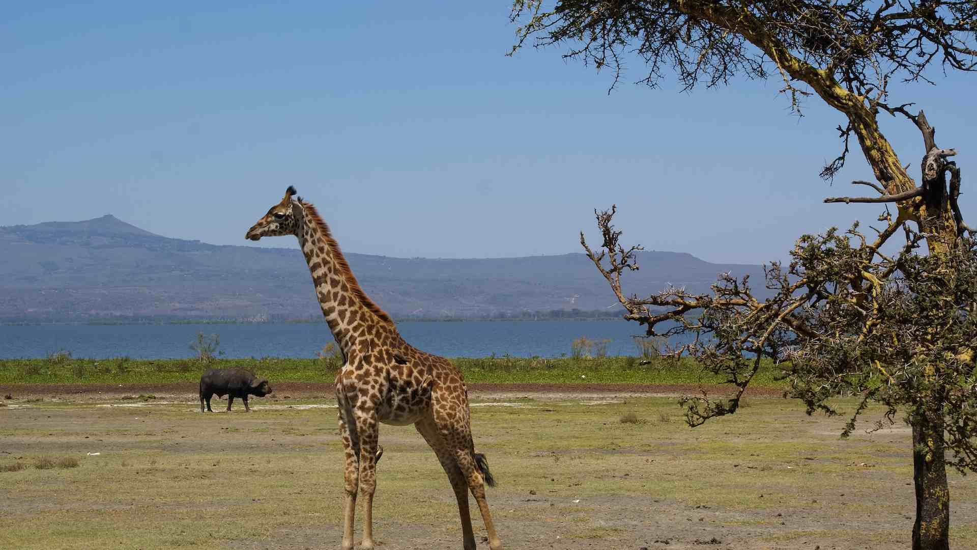 safaris