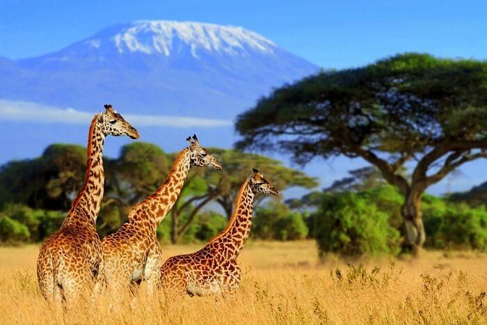 Safari