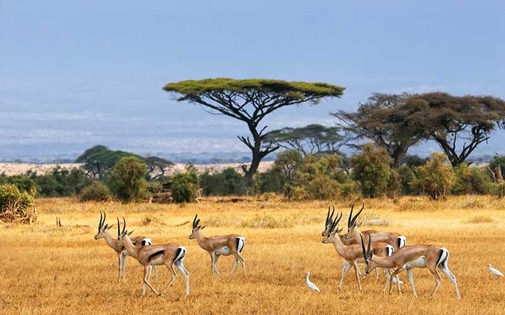 safari