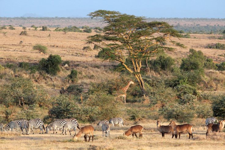 safari