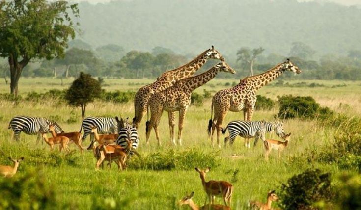 savanna
