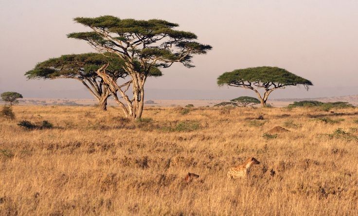 safari