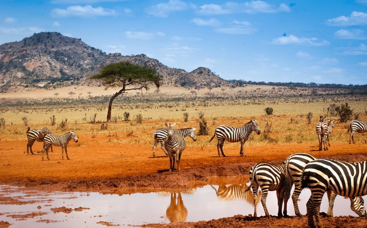 savanna