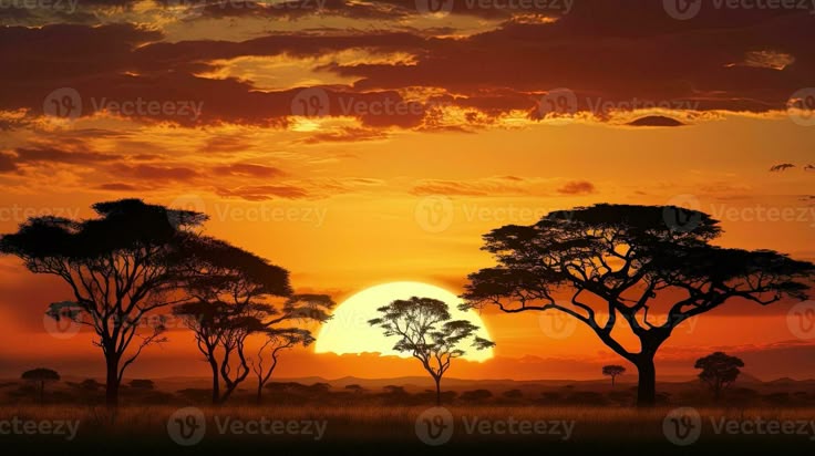 savanna